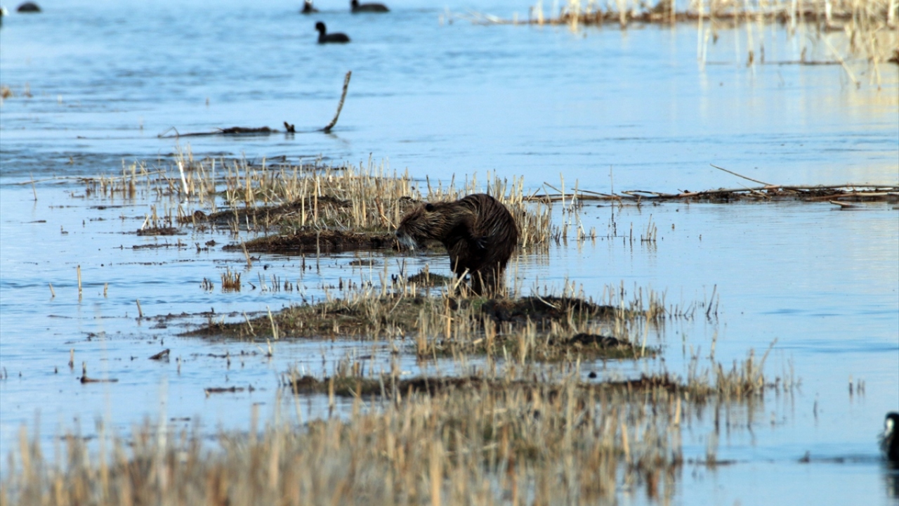 Kuzeydoğa Derneği Başkanı, Koç ve ABD Utah üniversiteleri Öğretim Üyesi Prof. Dr. Çağan Şekercioğlu`nun sunumuyla gerçekleştirilen çekimlerde, su maymunlarının bölgedeki tarihinden yaşam tarzlarına kadar birçok konu ele alınıyor. 