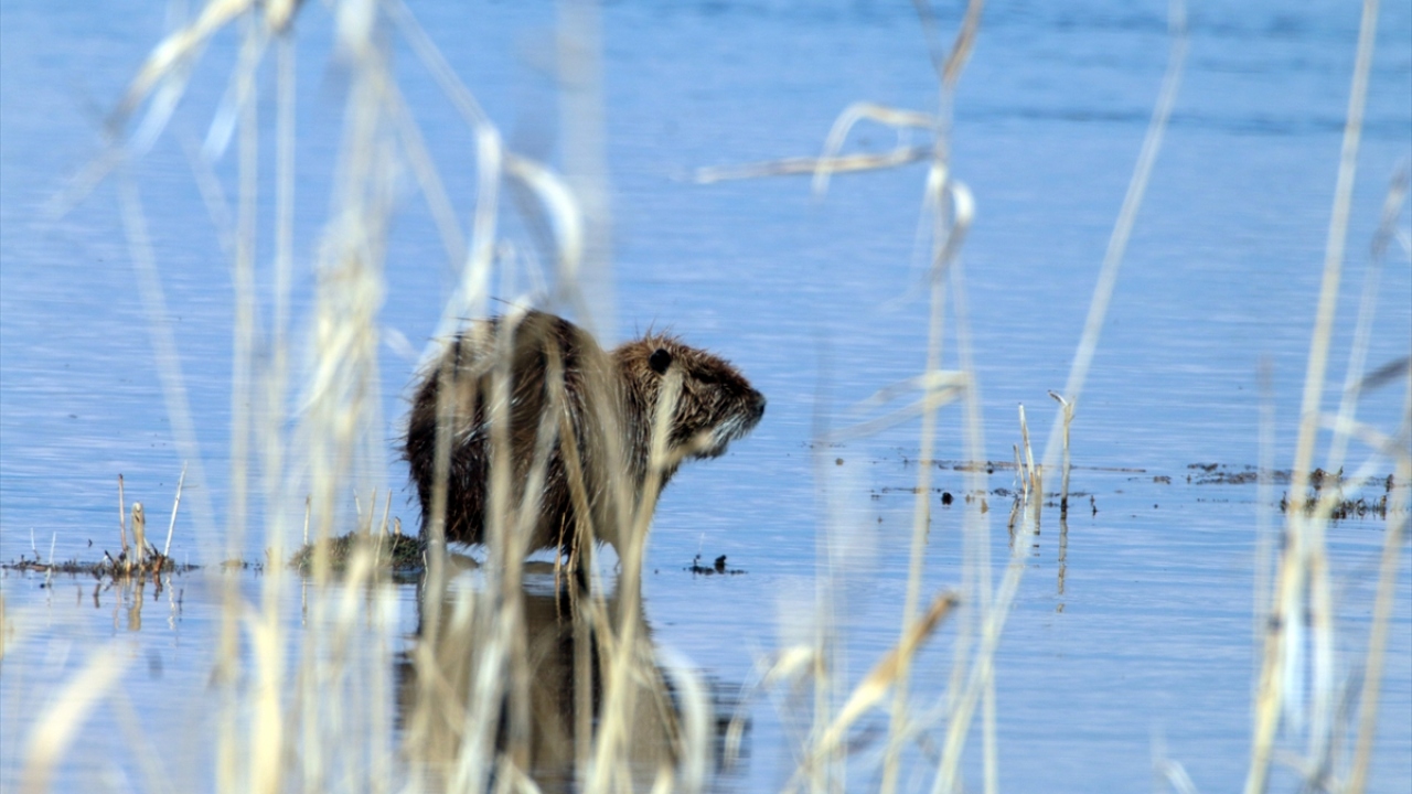 "ABD ve Avrupa`da birçok ülkeye yayıldı" 