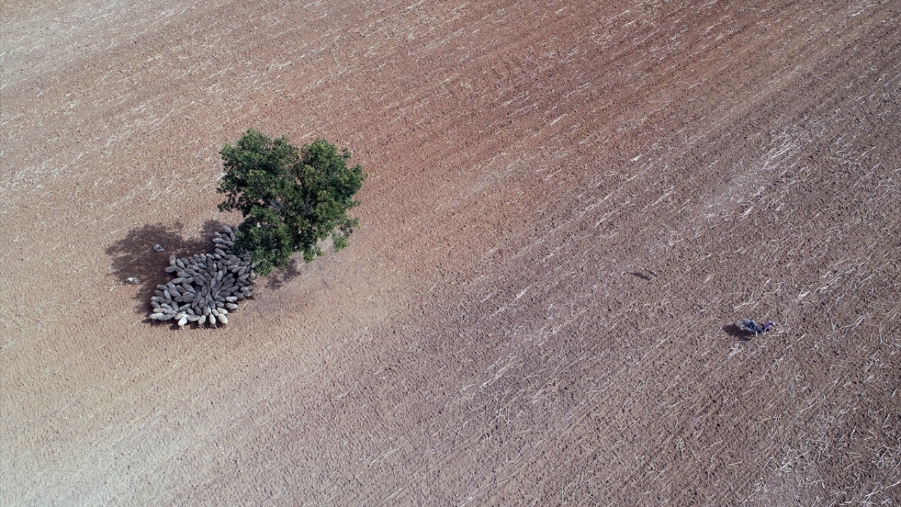 Pınarhisar ilçesine bağlı Kaynarca beldesinde merada otlayan ve güneşin kendini hissettirdiği öğlen vakti bir tarlanın ortasında bulunan ağaç gölgesinde dinlenen koyunlar güzel görüntü oluşturdu.