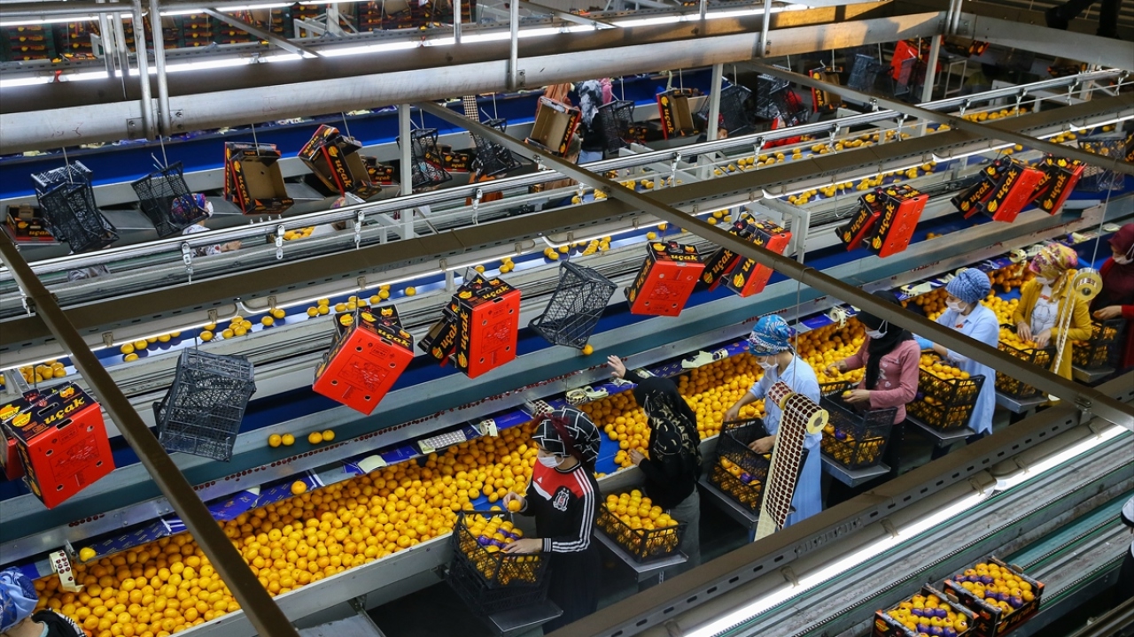 Türkiye 2019`da 57 ülkeye ihraç ettiği mandalinadan 347 milyon dolar döviz girdisi sağladı.