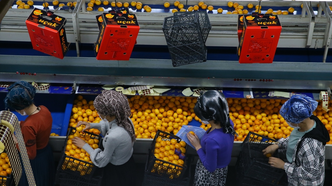 Bu ülkeye 189 milyon dolarlık mandalina ihraç edildi. Rusya`yı 56 milyon dolarla Ukrayna ve 27 milyon dolarla da Irak izledi. 