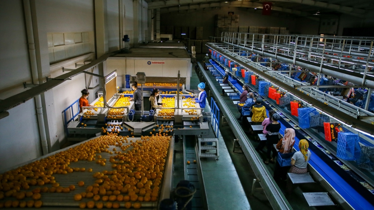 Türkiye`nin önemli mandalina üretim merkezlerinden İzmir`in Seferihisar ve Menderes ilçelerinde Satsuma cinsi mandalinanın hasadı devam ediyor.