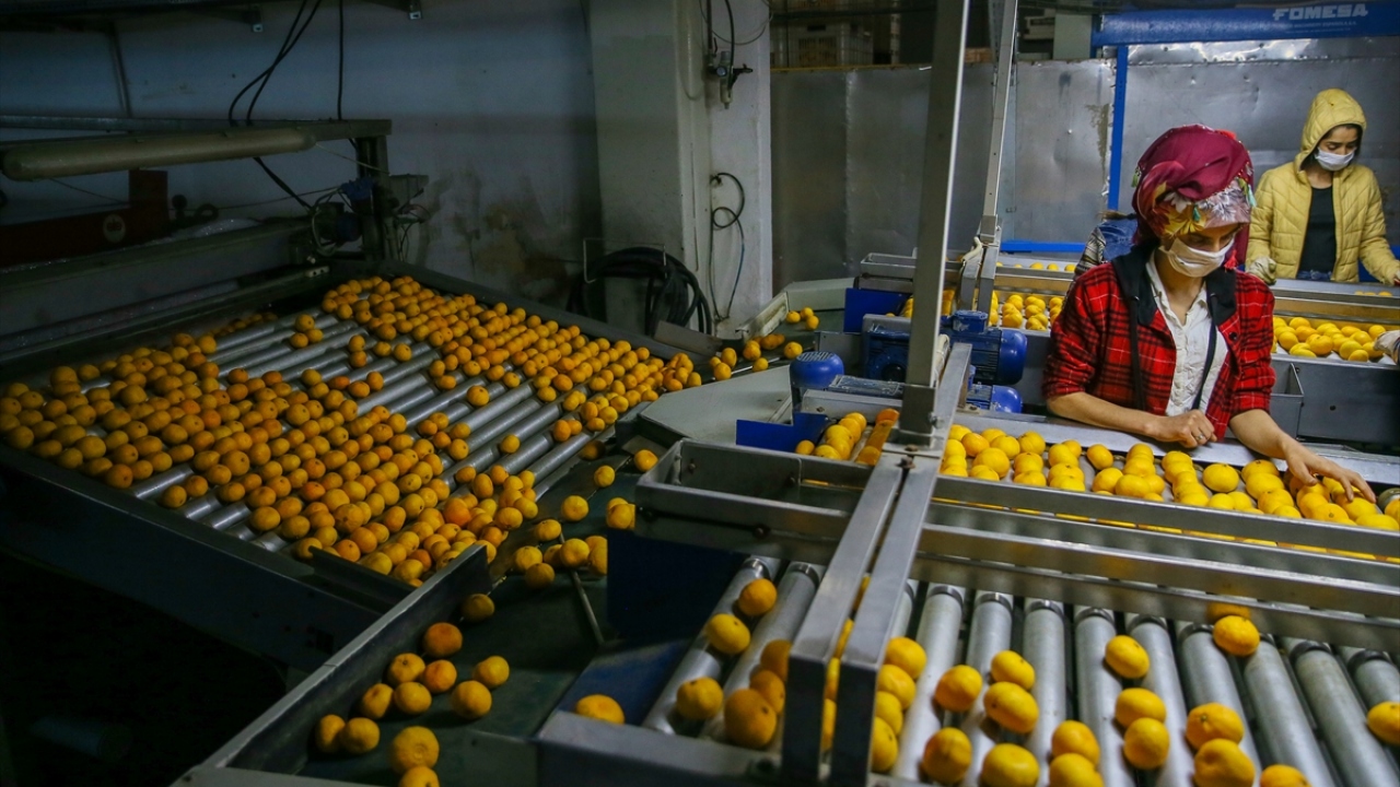 Günün ilk ışıklarıyla toplanan mandalinalar paketlenmek üzere fabrikalara gönderiliyor.