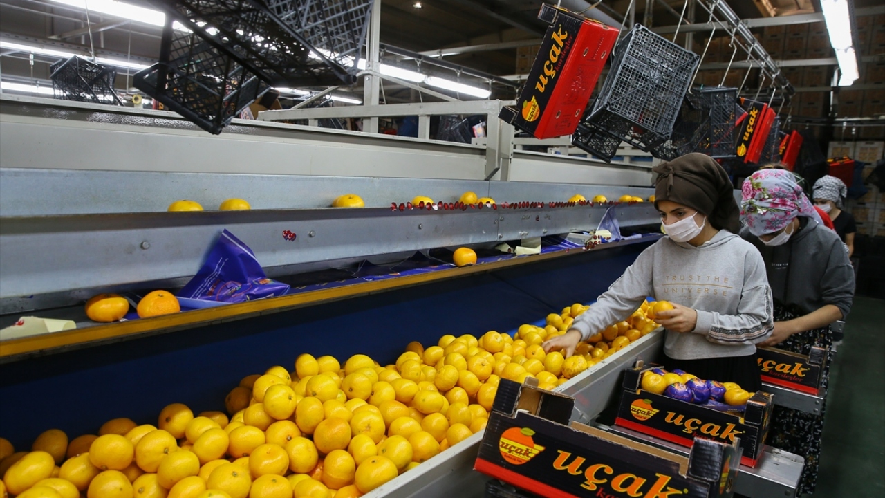 Ege Yaş Meyve Sebze İhracatçıları Birliği Başkanı Hayrettin Uçak, AA muhabirine,19 Ekim`de mandalina ihracatının başladığını belirtti.