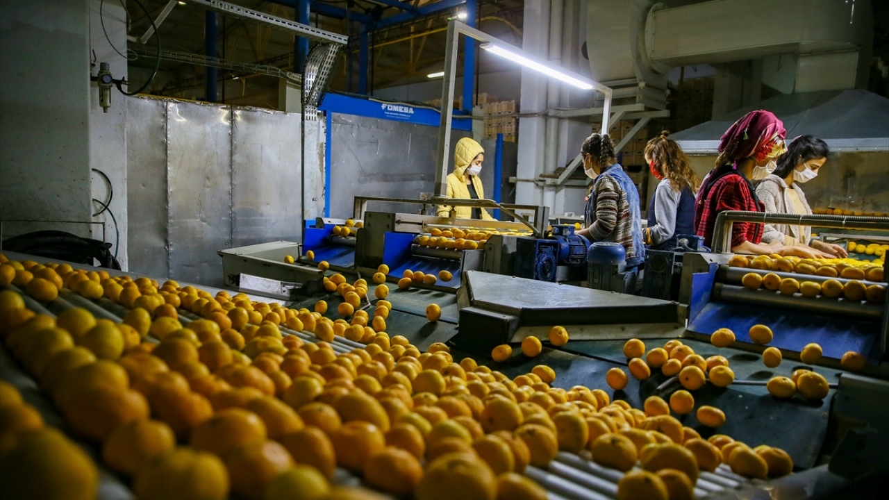 Mandalina hasadının ilk olarak Akdeniz Bölgesi`nde başladığını daha sonra da Ege`de devam ettiğini belirten Uçak, yaklaşık 10 gün sonra hem hasadın hem de ihracatın hız kazanacağını vurguladı. 
