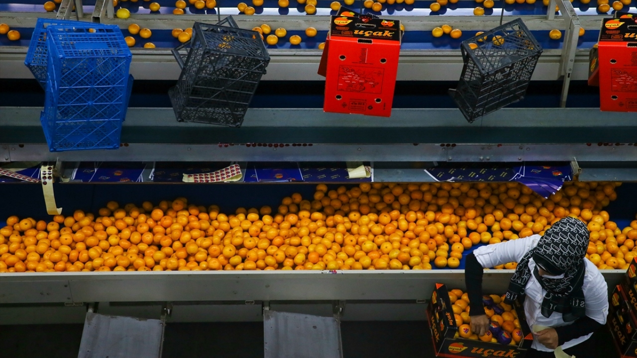 Üreticilerin her geçen gün bilinçlendiğine işaret eden Uçak, bunun da ürün kalitesini doğrudan arttırdığını aktardı. 