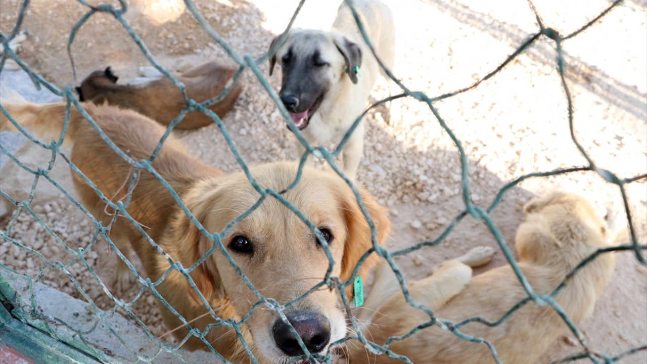 Gaziantep Büyükşehir Belediyesi Doğal Hayatı Koruma Daire Başkanı Celal Özsöyler, hayvanların korunması adına büyük çabalar ortaya koyduklarını söyledi.