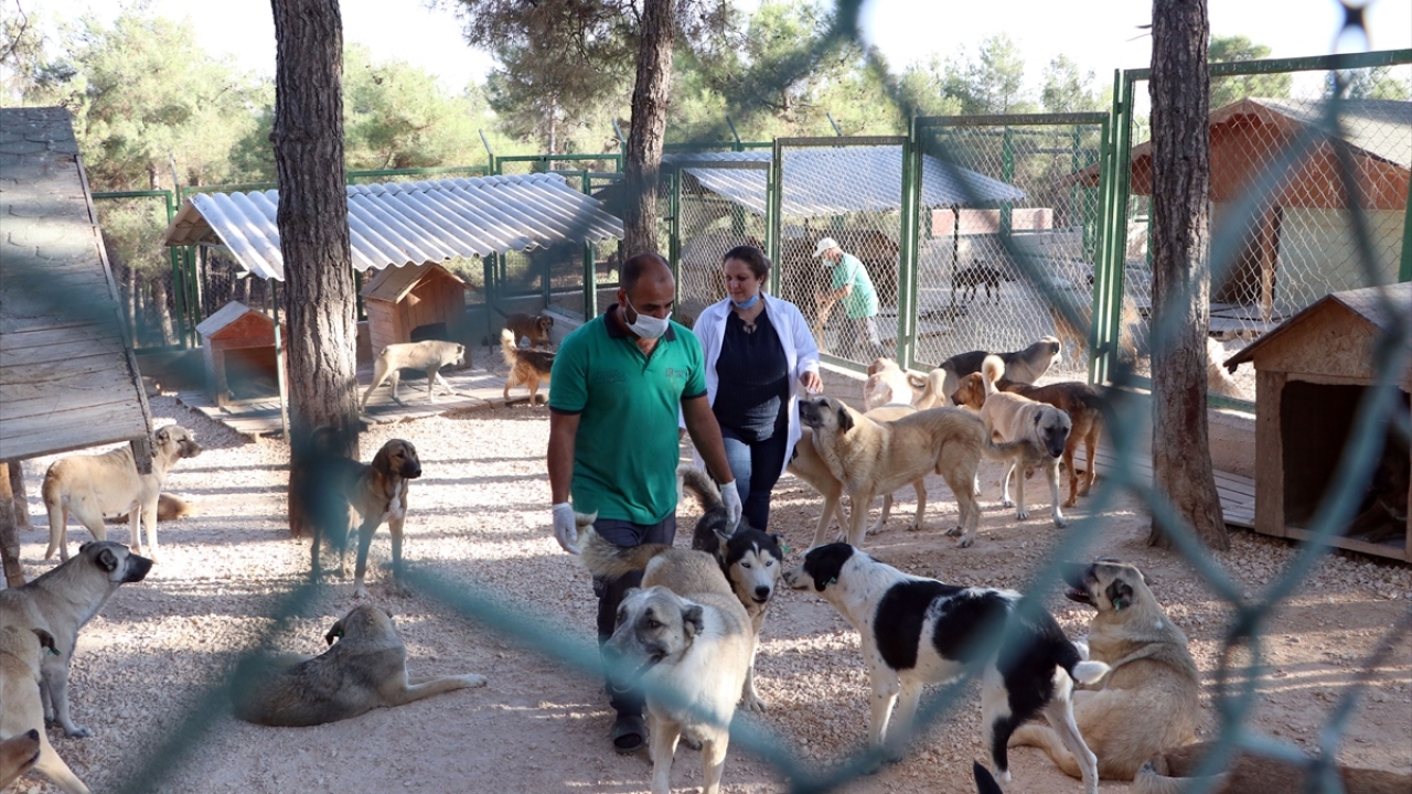 Koruma altına aldıkları sokak hayvanlarının bakım ve tedavilerini yaptıklarını dile getiren Özsöyler, şöyle konuştu: