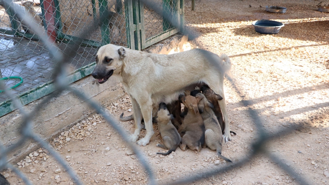 Özsöyler, yakalama ekibi, veteriner hekimler ve sağlık teknikerlerinin de içinde olduğu toplam 35 kişiyle hizmet verdiklerini sözlerine ekledi. 