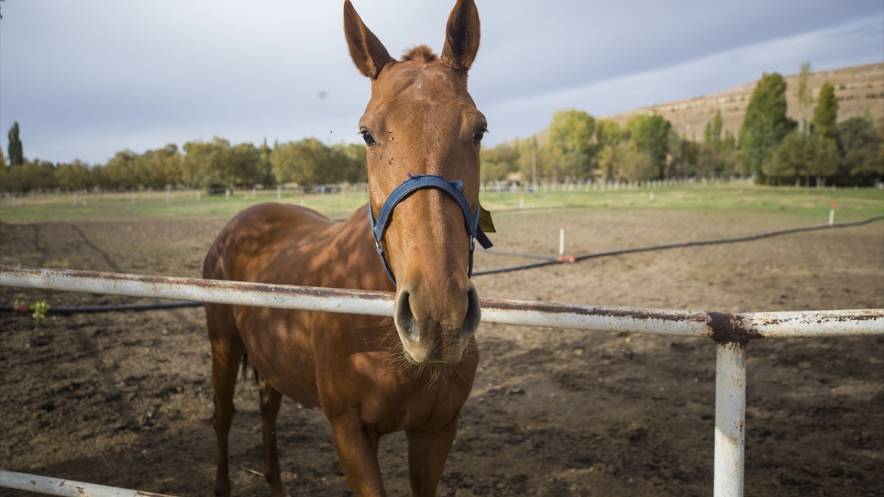 Sabah bakıcıları tarafından keten tohumu, yulaf, arpa ezmesi, kepek, havuç, maydanoz, soya unu, kışın ayrıca yumurta ve pekmezle beslenen atlar, birbirlerinden ayrılarak merada yaylıma çıkarılıyor.