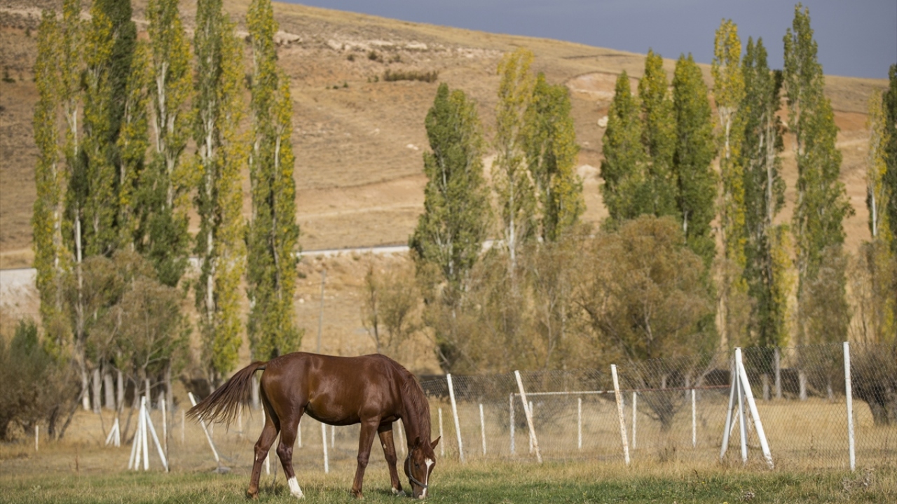 Burada doğan tayların, İl Tarım ve Orman Müdürlüğü görevlilerince kan örnekleri alınarak DNA analizi yapılıyor. 