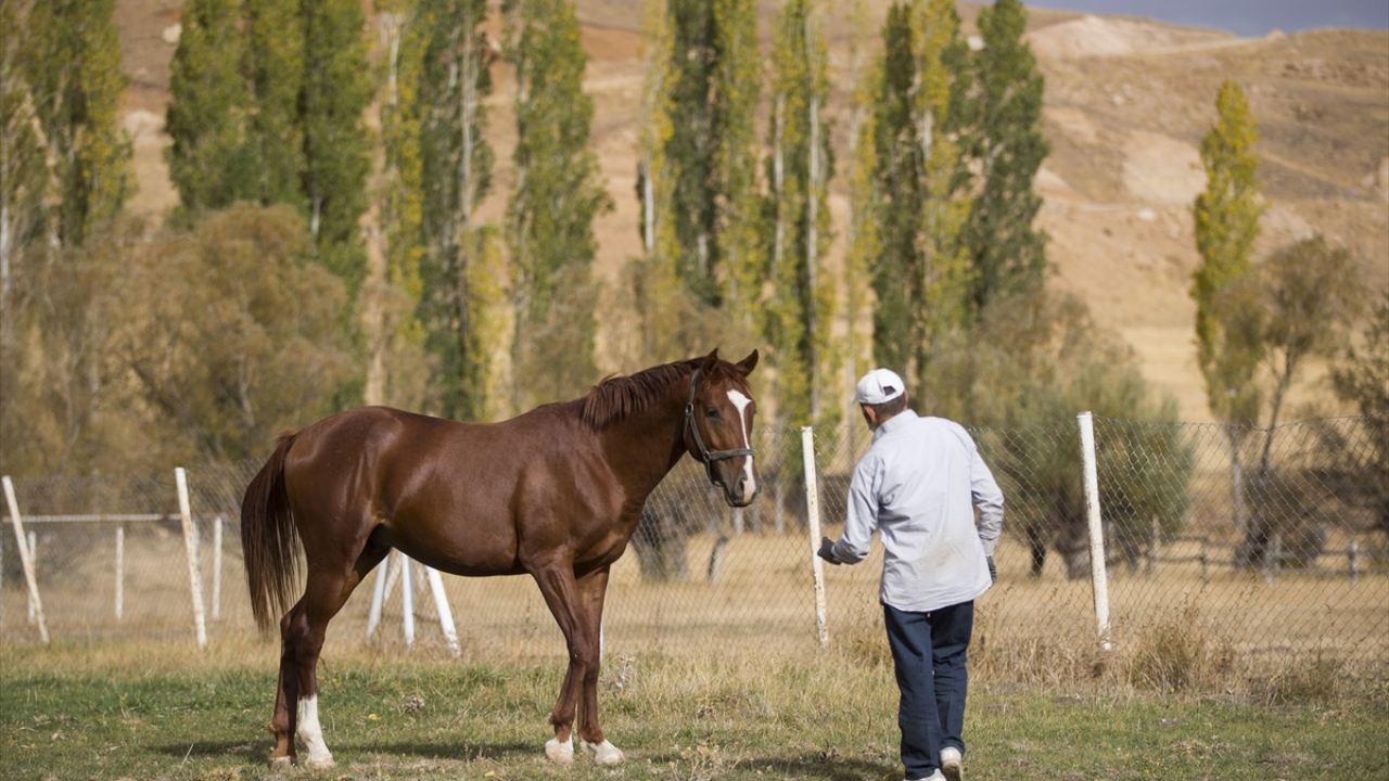 İş insanı Nevzat Seyok, Pınarbaşı ilçesi Panlı köyünde 70 dönümlük harasında yaklaşık 20 yıldır yarışlar için safkan İngiliz atı yetiştiriyor. 