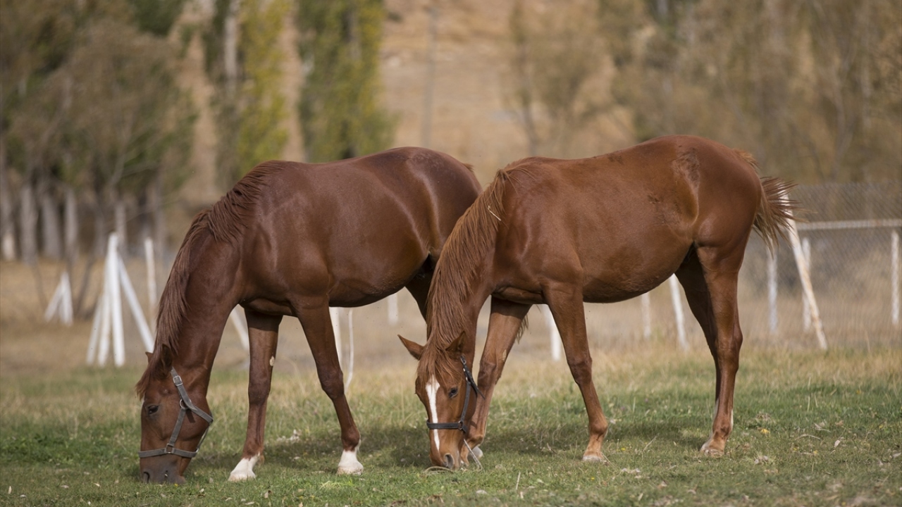 Safkan atların damızlık işlemleri, koruyucu aşılamaları, ithalat işlemleri de İl Tarım ve Orman Müdürlüğü himayesinde gerçekleştiriyor.