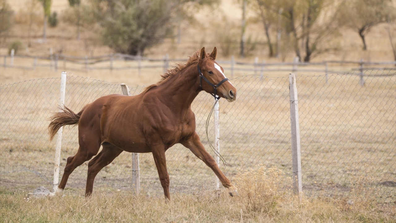 İş insanı Nevzat Seyok, at yetiştiriciliği için özellikle Pınarbaşı Uzunyayla bölgesini seçtiğini söyledi.