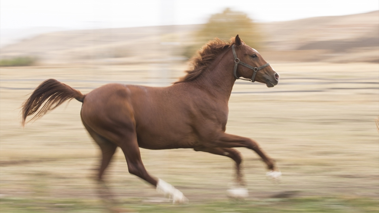 Seyok, safkan hem İngiliz hem de Arap atı yetiştiriciliğinin Türkiye`de önemli bir sektör olduğunu, devlete de katma değeri çok yüksek kaynak oluşturduğunu aktardı.