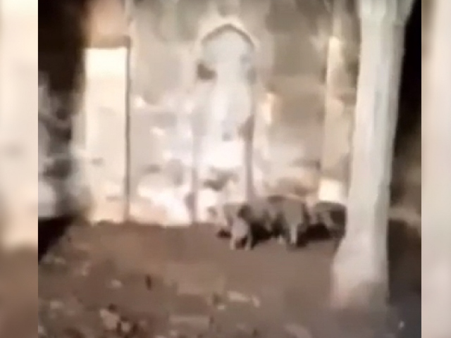 Ermeniler Zengilan'daki camide domuz beslemiş