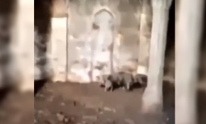 Ermeniler Zengilan'daki camide domuz beslemiş