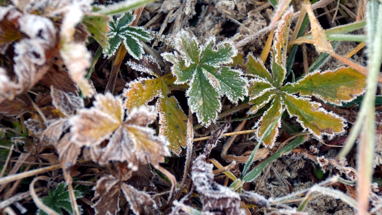 Hava sıcaklığının sıfırın altında 1 dereceye düştüğü Kars`ın Sarıkamış ilçesinde bitkiler kırağıyla kaplandı.