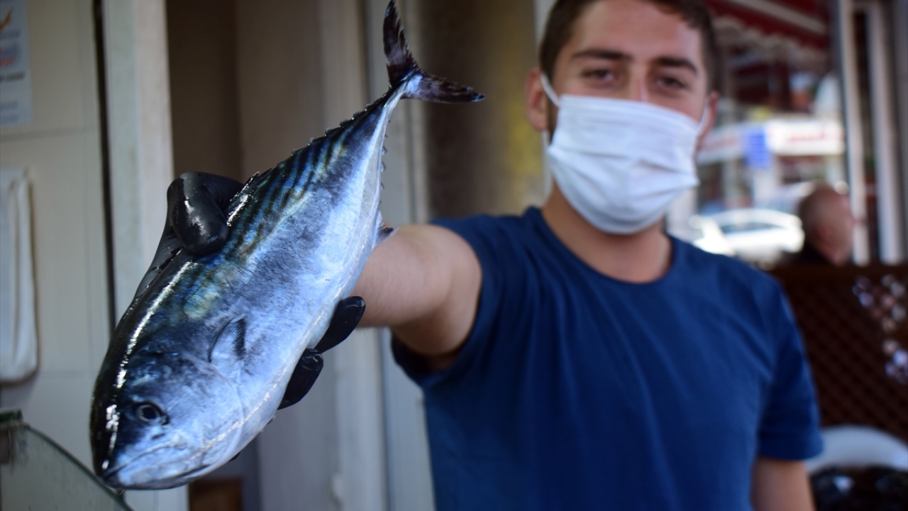 Balıkçı Sadık Kara, Batı Karadeniz kıyılarında palamudun az çıktığını söyledi.