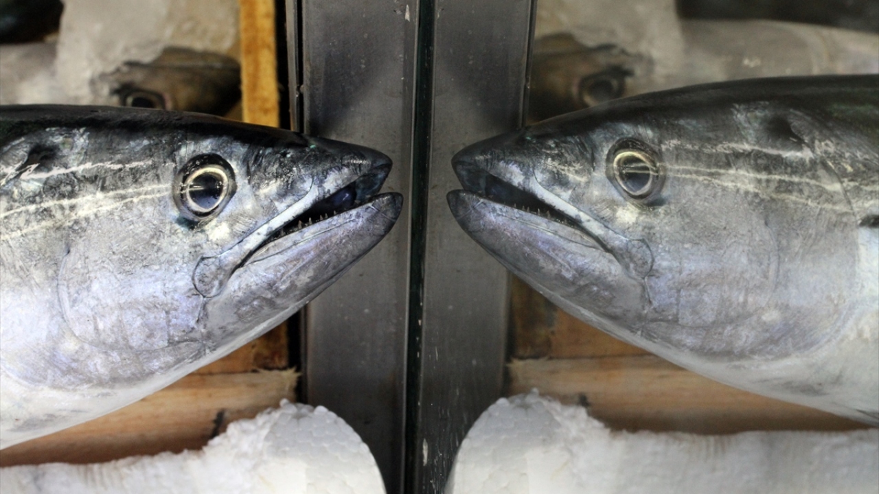 Tezgahlarda istavritin ve çupranın kilogramı 20, levreğin 25, somonun ise 30 liradan satılıyor.