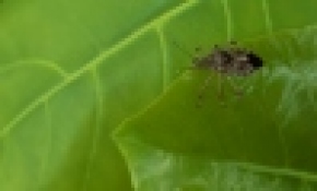 Kahverengi Kokarca Böceği İstanbulluları bezdirdi