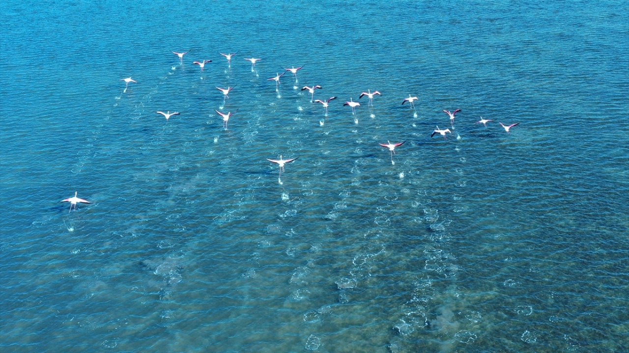 En son sayımda 229 farklı kuş türüne ev sahipliği yaptığı belirlenen Hersek Lagünü, bu yıl da misafirlerini güzellikleri içerisinde ağırlamaya devam ediyor.