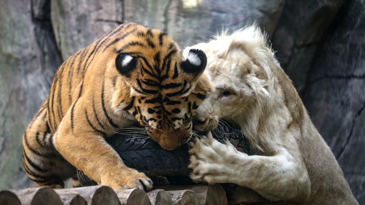 Her ikisinin de annelerinin, bakımlarını bırakması nedeniyle bakıcıları tarafından beslenip büyütülen "Pamuk" ve "Toby", bu süreçte arkadaş oldu.