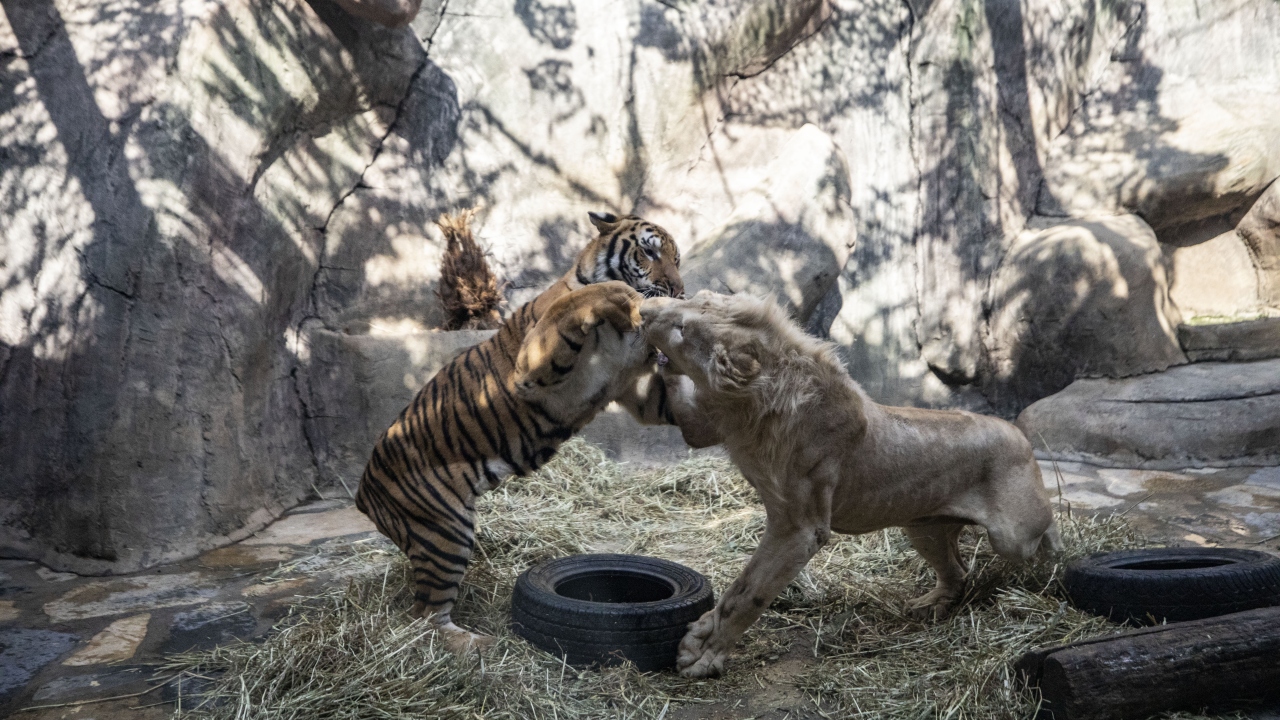 Tuzla`daki Aslan Park`ta 18 ay önce dünyaya gelen aslan "Pamuk" ile kaplan "Toby", birbirinden ayrılmayan iki dost. 