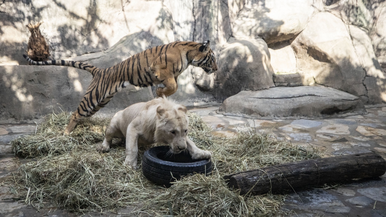 İki ayrı tür olmalarına rağmen iki ayda arkadaşlıklarını pekiştiren aslan "Pamuk" ve Bengal "Toby", 4 aylık olduklarında bakıcıları tarafından ayrılarak, farklı alanlarda yaşamlarını sürdürmeye başladı.