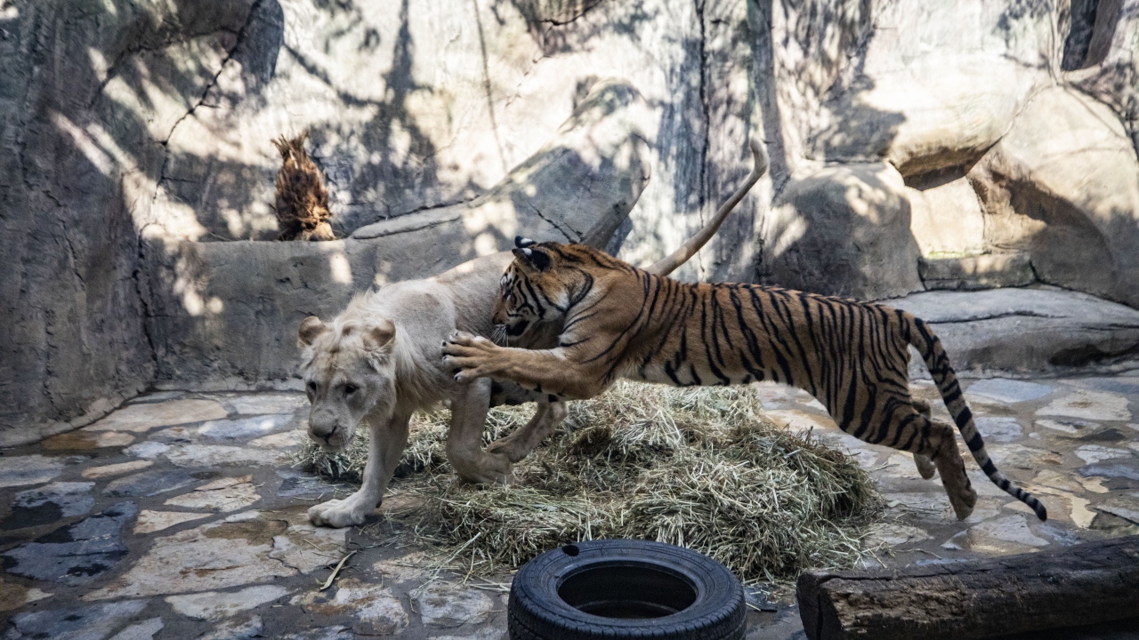 "Pamuk" ve "Toby"deki huzursuzluğu ve mutsuzluğu fark eden Aslan Park`taki bakıcılar, bu mutsuzluğun her ikisinin da ayrı olmalarından kaynaklandığını anladı. 