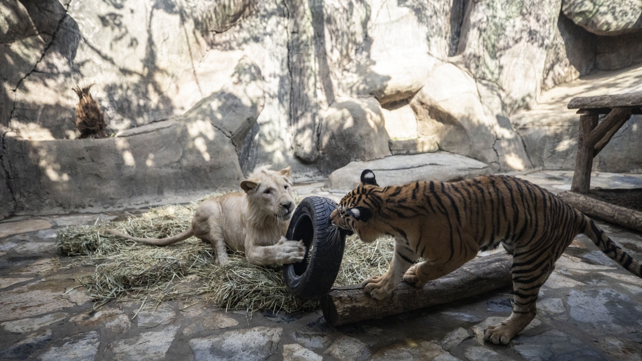 Yeniden bir araya getirilen "Pamuk ve "Toby"nin doğada, hayvanat bahçelerinde veya milli parklarda nadiren görülen bu dostluğunu ziyaretçiler de gözlemleme imkanı buluyor. 