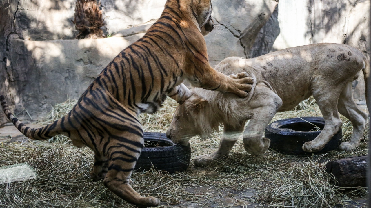 Günün büyük bir bölümünü uykuda geçiren Pamuk ve Toby, geriye kalan zamanlarda ise birlikte oyun oynamaktan büyük keyif alıyor, bakım, tedavi veya aşı dahi olsa kısa süreli ayrılıklara dayanamıyor.