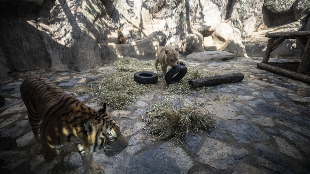 "Farklı türler olmalarına rağmen güzel bir dostluk başladı"