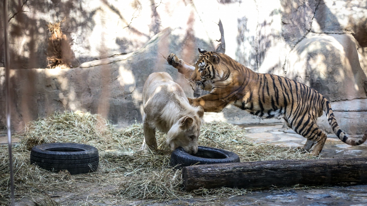 "Arada birbirlerine sarılarak uyuyorlar" 