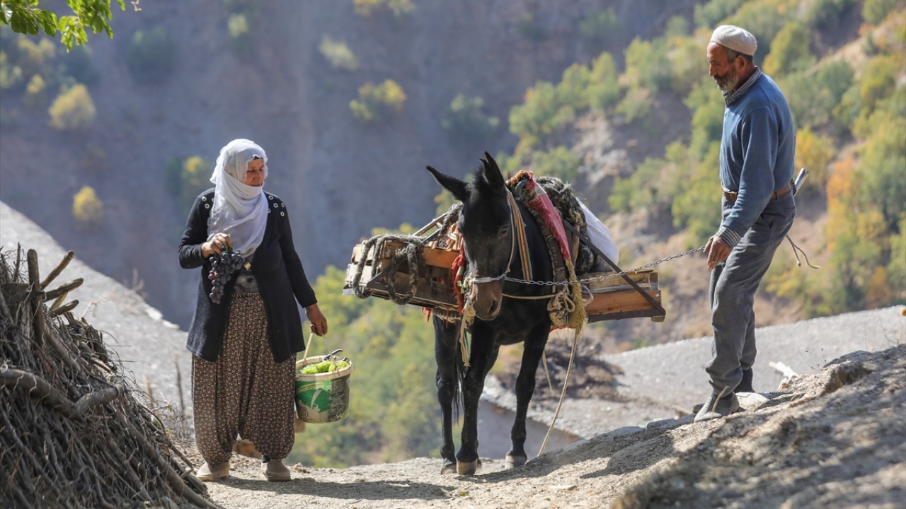 Sabah erken saatlerde bağa giden çiftçiler ve bağlarda çalışan işçiler, özenle topladıkları üzümleri sepetlere koyarak eşek ve katırların sırtında köye taşıyor.