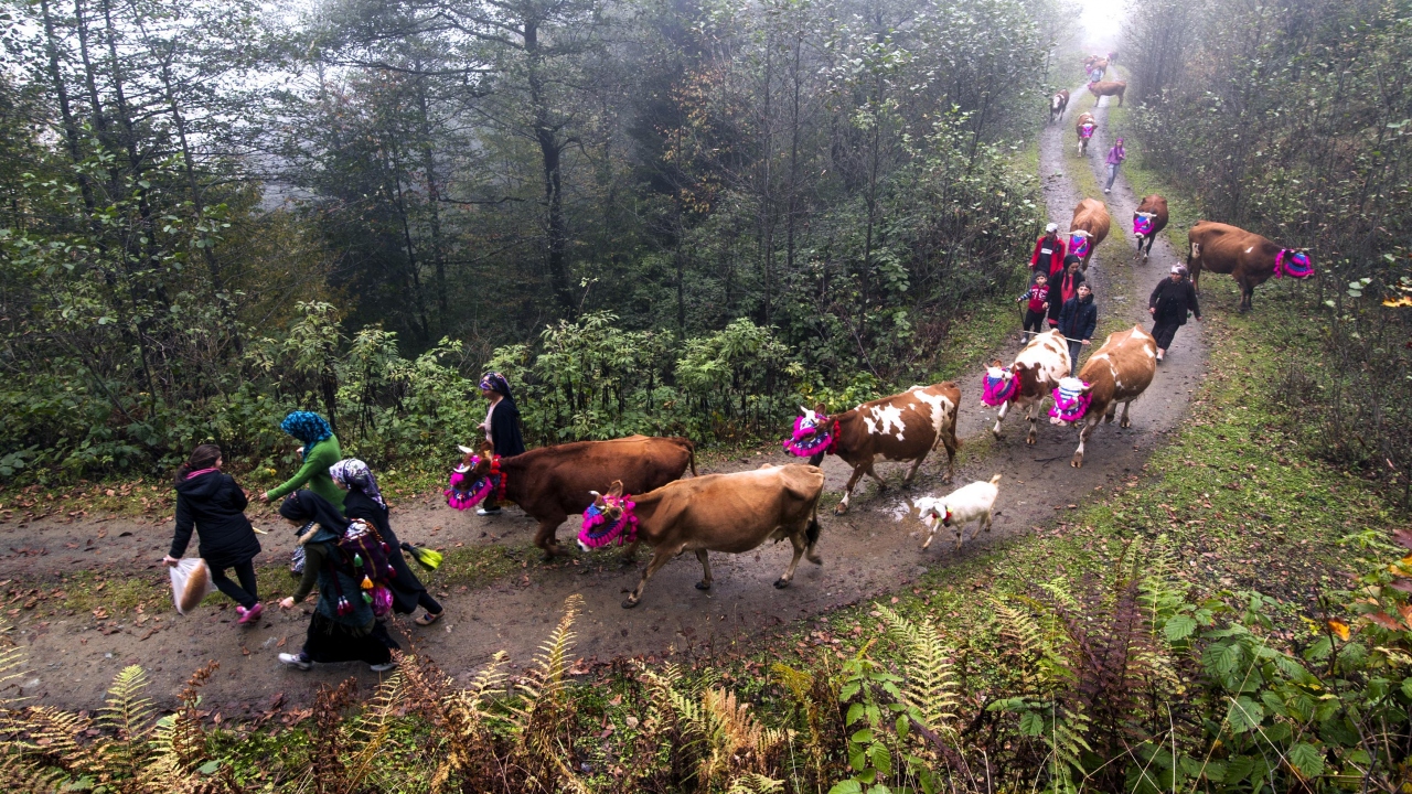 Trabzon`un Tonya ilçesine bağlı Kumanandoz Yaylası`nda süsledikleri hayvanlarıyla sabahın erken saatinde yola çıkan yaylacıların geri dönüş yolculuğu, renkli görüntüler oluşturdu.