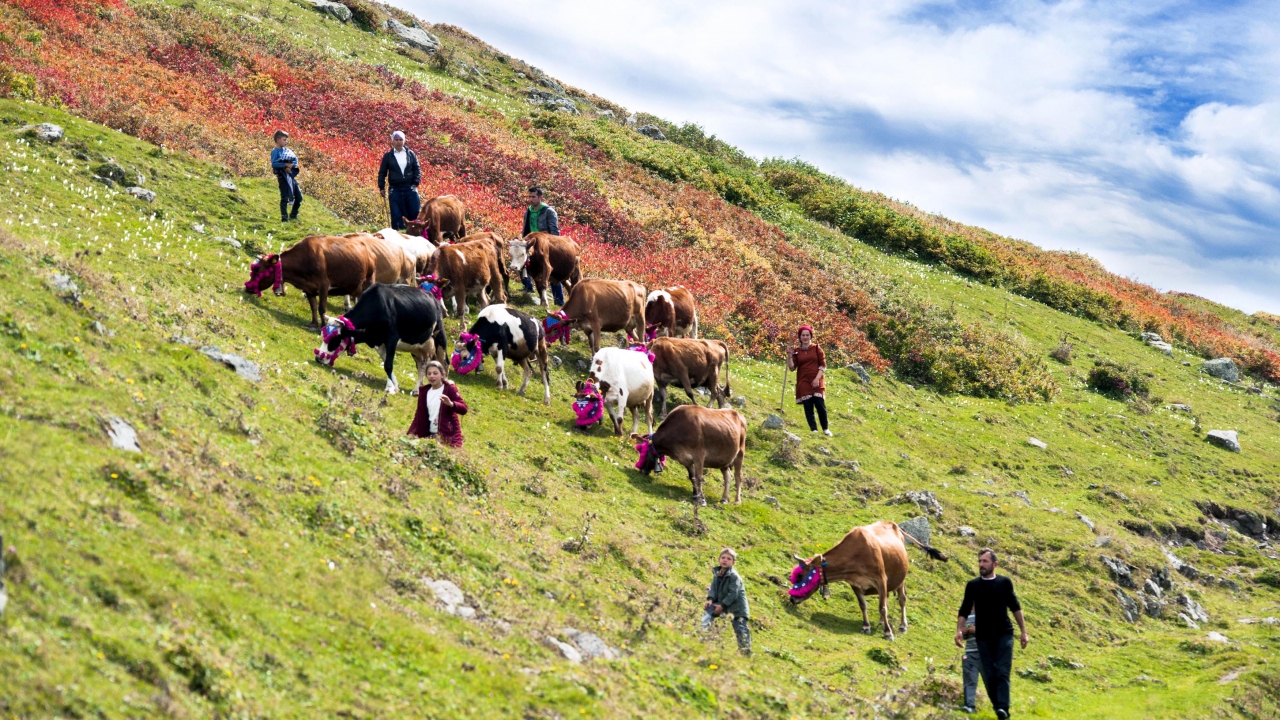 Hayvanlarıyla yaylalara göç edenler, yılın 4 ya da 5 ayını buralarda geçiriyor. 