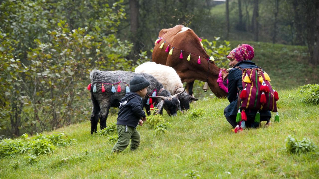 Yaylada, ineklerin sütünden tereyağı ve peynir çeşitleri hazırlayanların kimi ürününü satıp geçimine katkı sağlarken kimi de ailesinin kış mevsimindeki yiyeceğini elde ediyor.