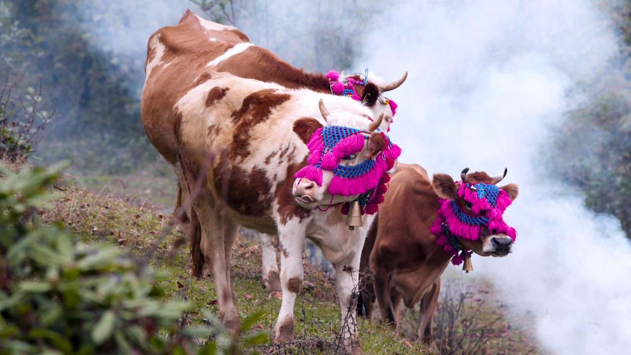 ‘Yaylalar bir sevdadır’