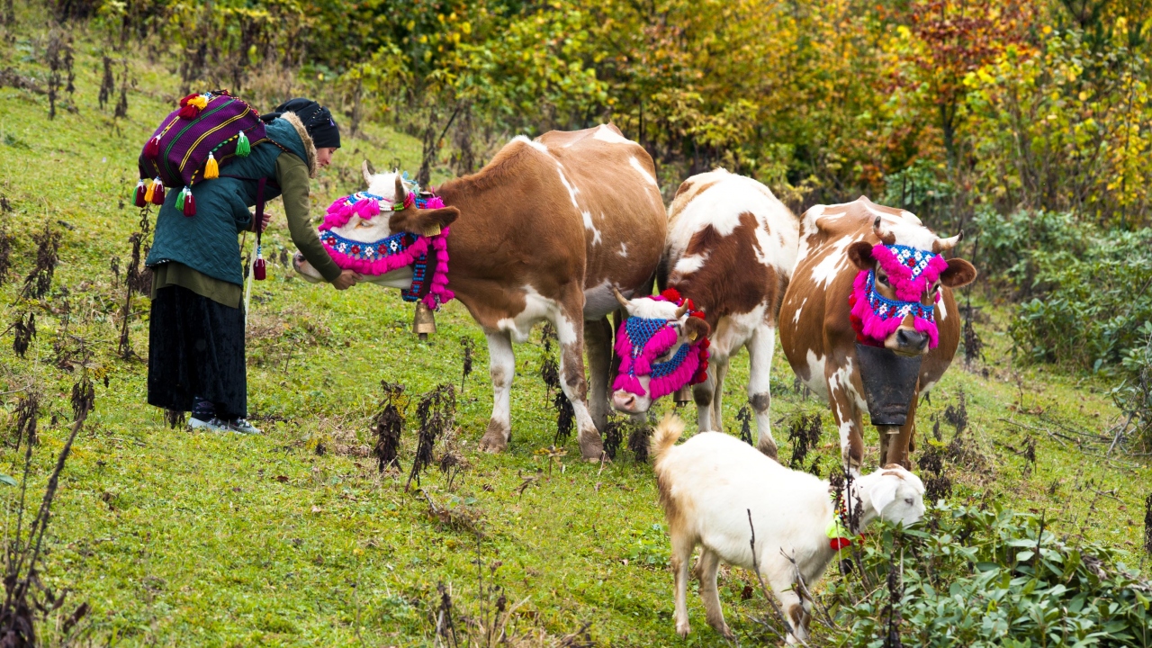 `İnekler yorulunca mola veriyoruz`