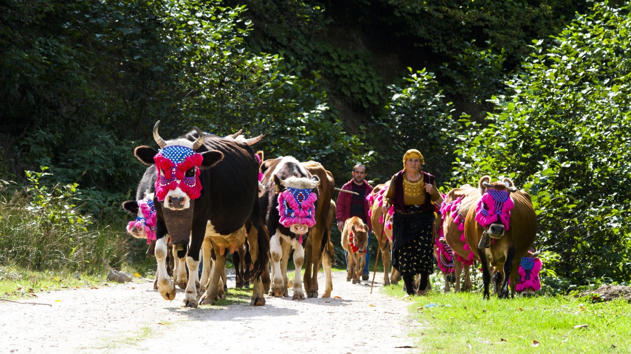 `Zamanı geldi köye göç ediyoruz`