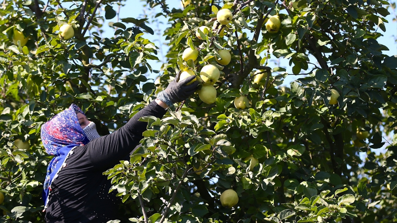 Türkiye`nin yanı sıra dünyanın birçok ülkesine gönderilen ve "sarı elmas" olarak tabir edilen ayva, daha olgunlaşmadan dalında alıcı buldu.
