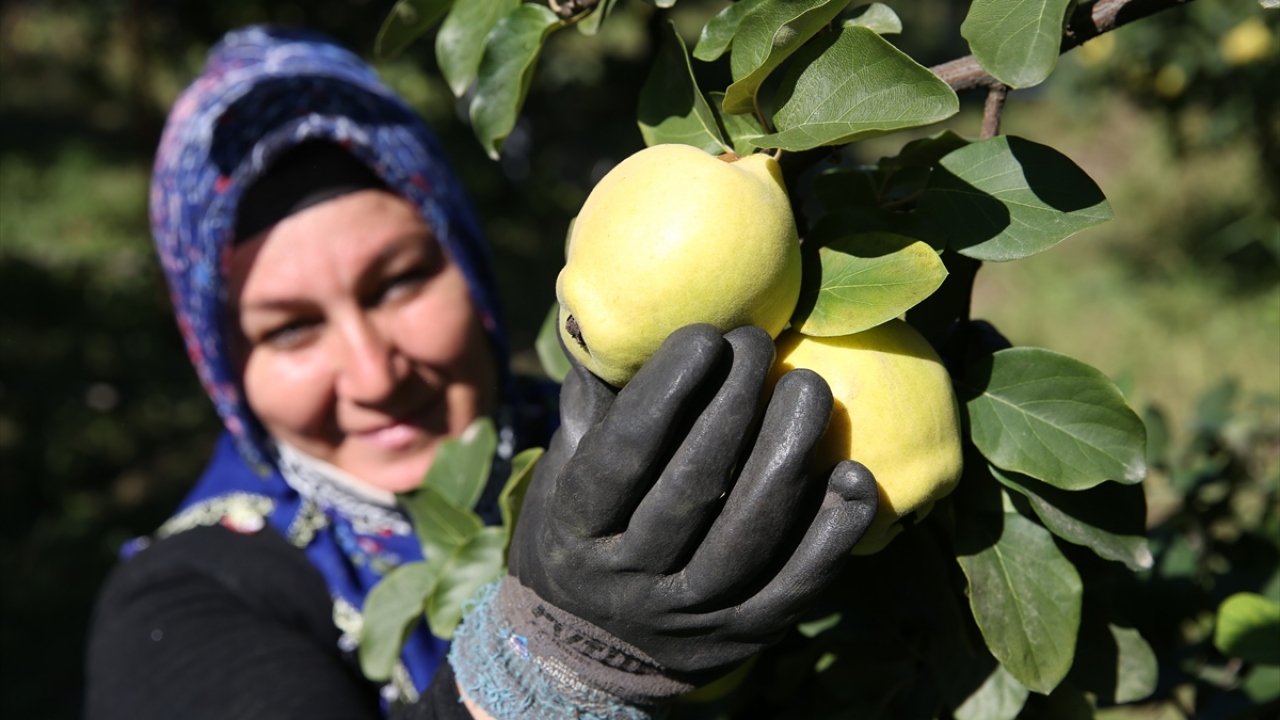 "İlçenin en değerli ürünü ayva"