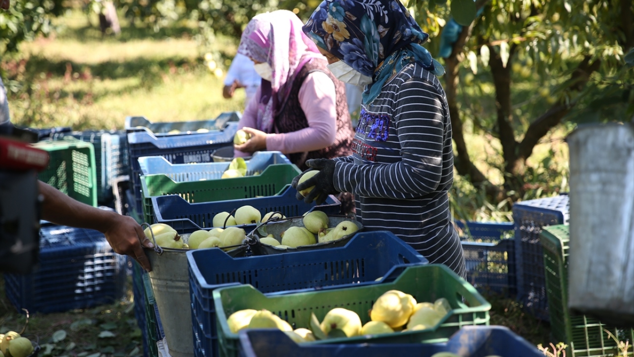 Türkiye`nin ayva ihtiyacının yüzde 70`inin Geyve ve Pamukova`dan karşılandığını dile getiren Övün, "Bu toprakları, İstanbul`un meyve ve sebze deposu olarak adlandırabiliriz." dedi.