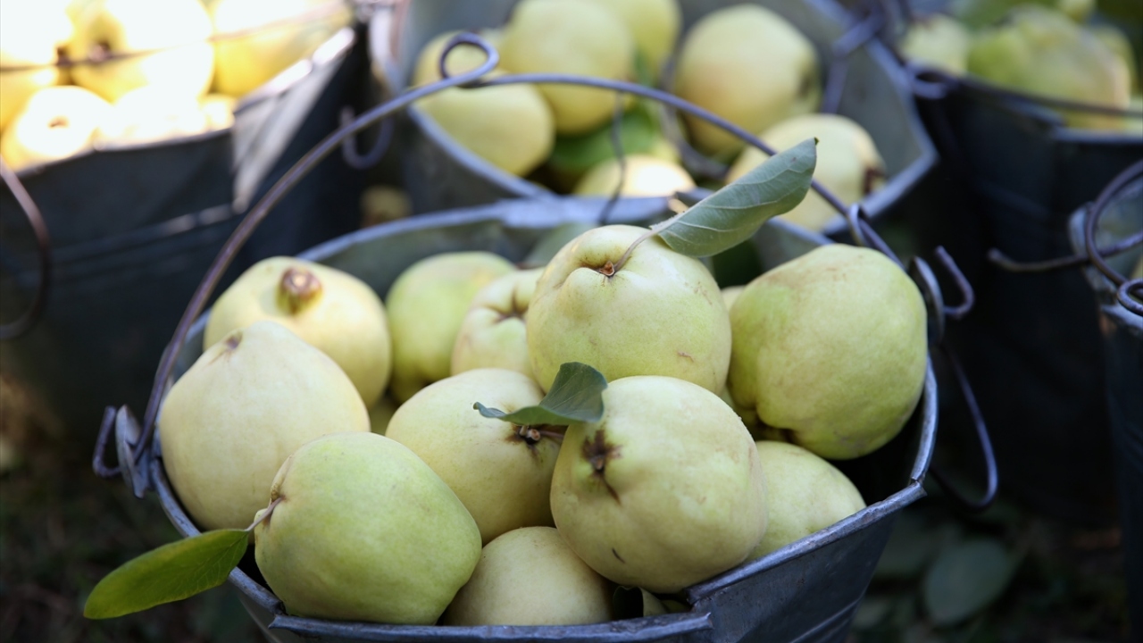 Pamukova Ziraat Odası Başkanı Yaşar Ulukaya da ilçede 12 bin 500 dekar alanda üretimi yapılan ayvadan bu yıl 40 bin ton rekolte beklendiğini söyledi.