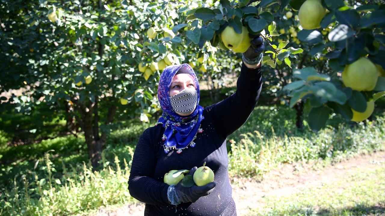 "Üreticilerimiz ayvayı dalında tüccara sattı"