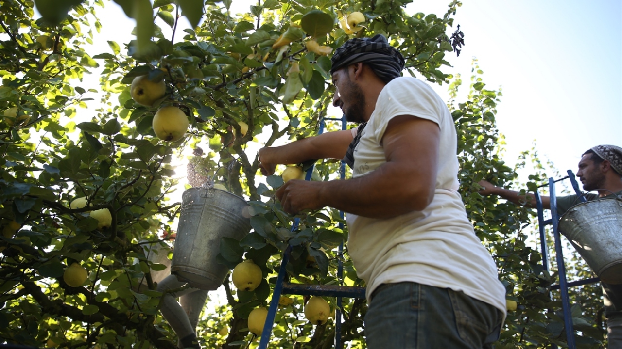 Ayva üreticisi Şeref Parlar ise ürünün çiçek döneminden hasat dönemine kadar meşakkatli bir süreci olduğunu anlattı.