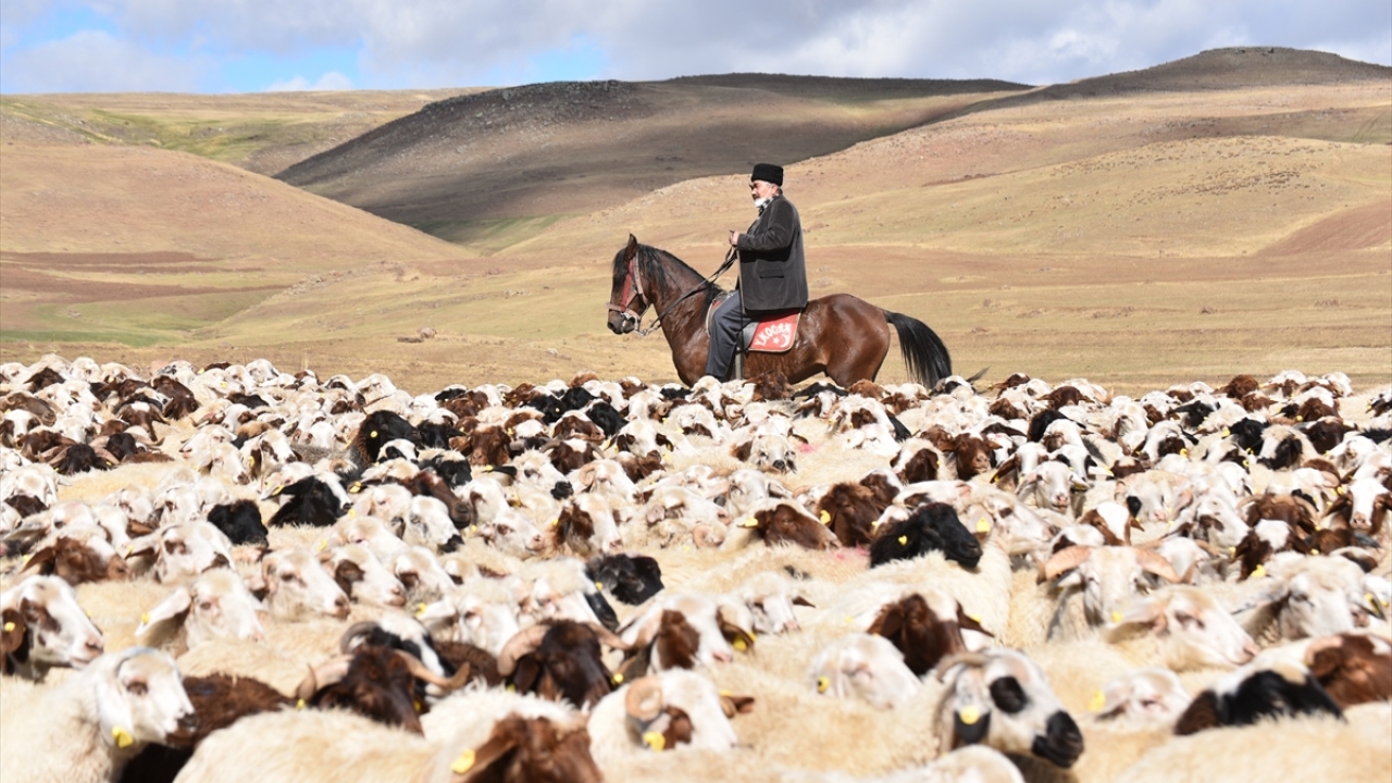 İlçenin Koçköy köyünde besicilik yapan vatandaşlar asırlardır yaşatılan koç katım geleneğini sürdürüyor. 