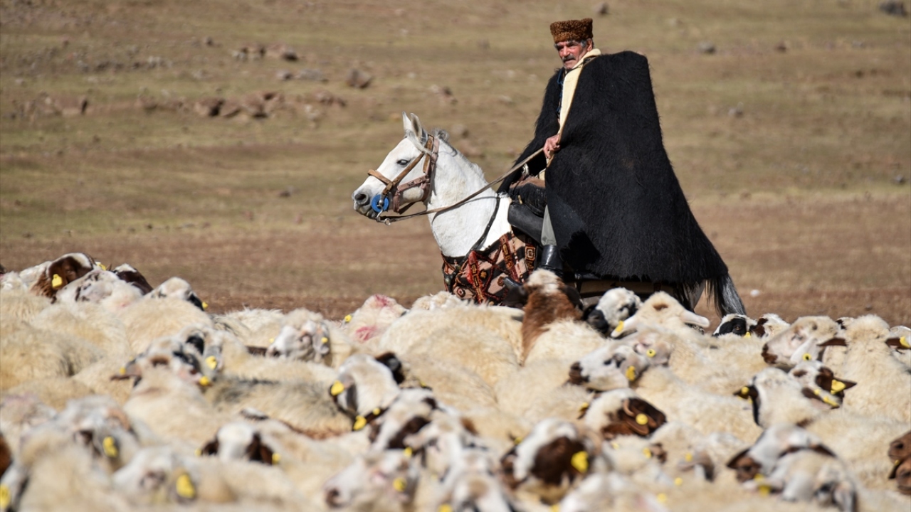 Kuzuların kışın soğuğa ve açlığa dayanıksız oluşlarından dolayı, koyunların yavrulama zamanlarının denetim altına alınması amacıyla mayıs ayında sürülerden ayrılan koçlar, sonbaharda sürüye dahil ediliyor.