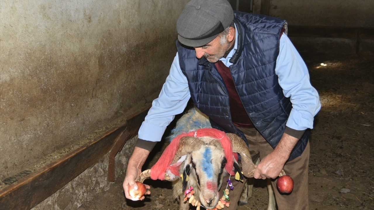 Köy sakinleri önce çeşitli renklere boyadıkları, ardından bereketin sembolü yiyeceklerden elma, nar ve şekerlemeleri boyun ve boynuzlarına taktıkları koçları süsleyip sürüye kattı.